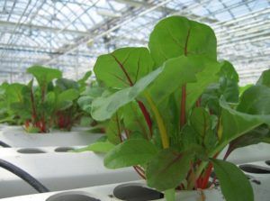 With $36M in funding, AeroFarms plans to set up a huge aeroponics farm in New Jersey