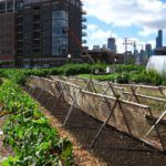 10 American Cities Lead Urban Agriculture
