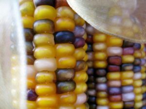New Tool Called PlantSEED Could Make Corn Perennial