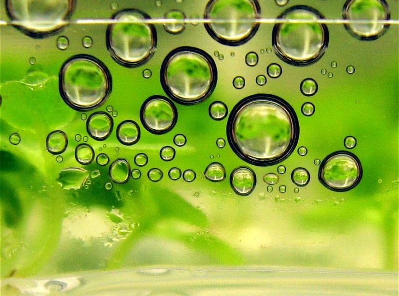 New Method for Efficient Biofuel Production from Plant Matter