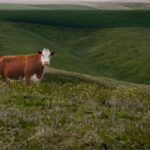 Silent Herdsman, a Smart Cow-Collar Startup, Raises £3M