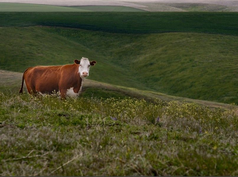 Silent Herdsman, a Smart Cow-Collar Startup, Raises £3M