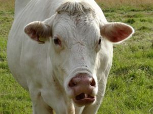Farmeron, Cattle SaaS Platform, Closes $2.65M Seed Round