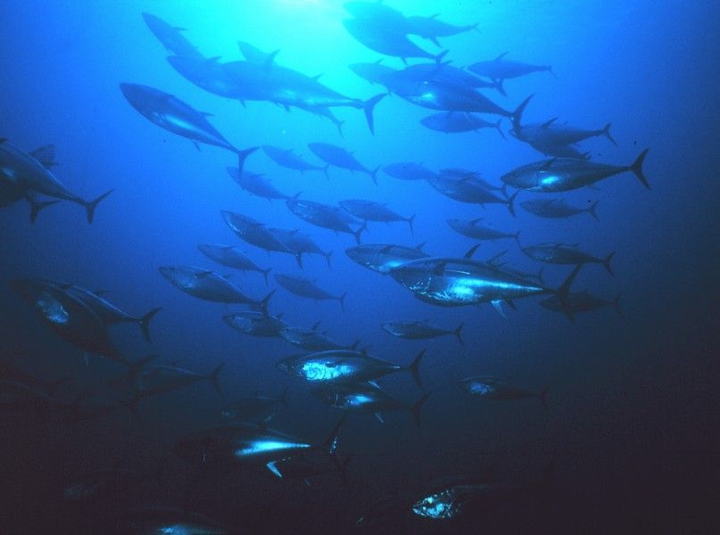 ‘SafetyNet’ May Get the Fish We Want, Without the Bycatch