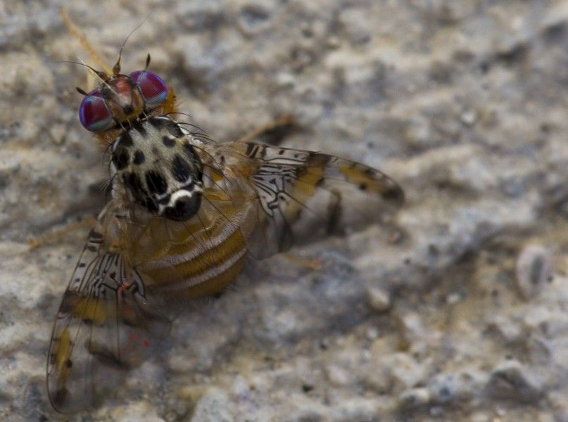 Genetically Modified Fruit Flies May Stop Crop Destruction