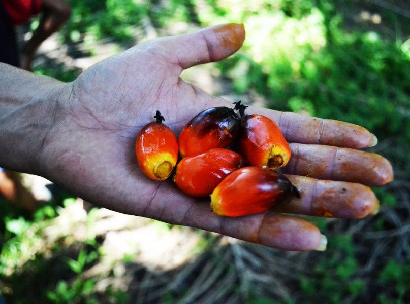 Fixing Palm Oil’s Other Climate Threat