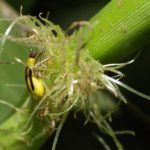 Let’s Talk Pest Resistance Tech, Say Scientists