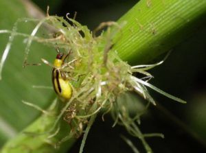 Let’s Talk Pest Resistance Tech, Say Scientists