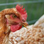 TGP earns $550M on sale of poultry assets