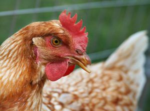TGP earns $550M on sale of poultry assets