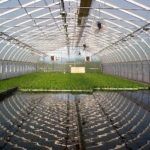 Aquaponics: The next big thing in agriculture