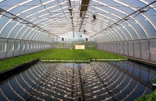 Aquaponics: The next big thing in agriculture - AgFunderNews