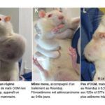 Controversial GMO Rat Study Retracted After Severe Criticism