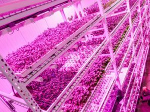 Country’s Largest Vertical Farm Ditches Sunlight, Uses LEDs