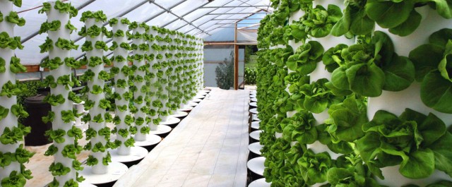 aquaponics farm in dubai - aquaponic