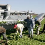 Western Growers raises agtech fund