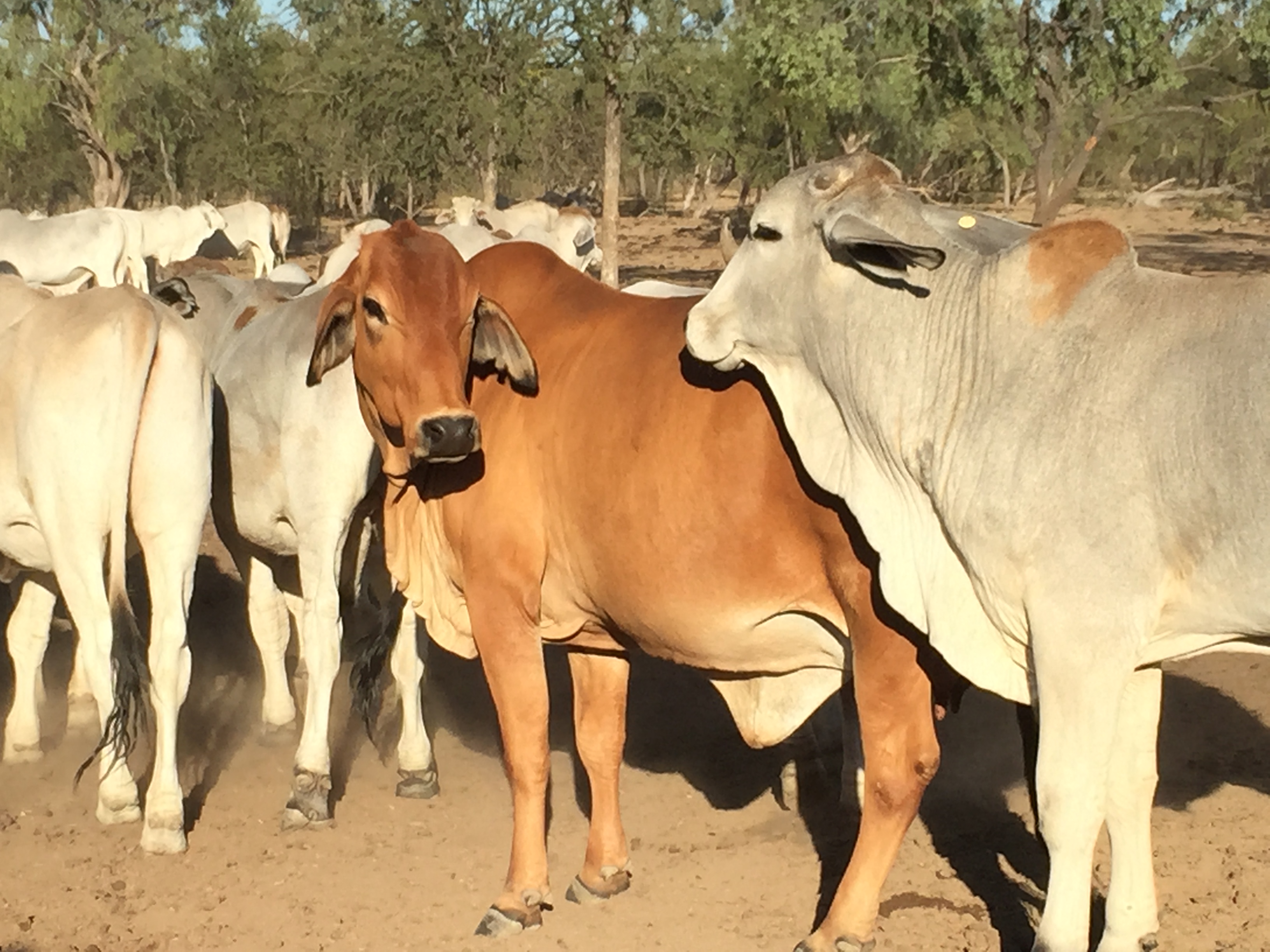 cattle investment australia