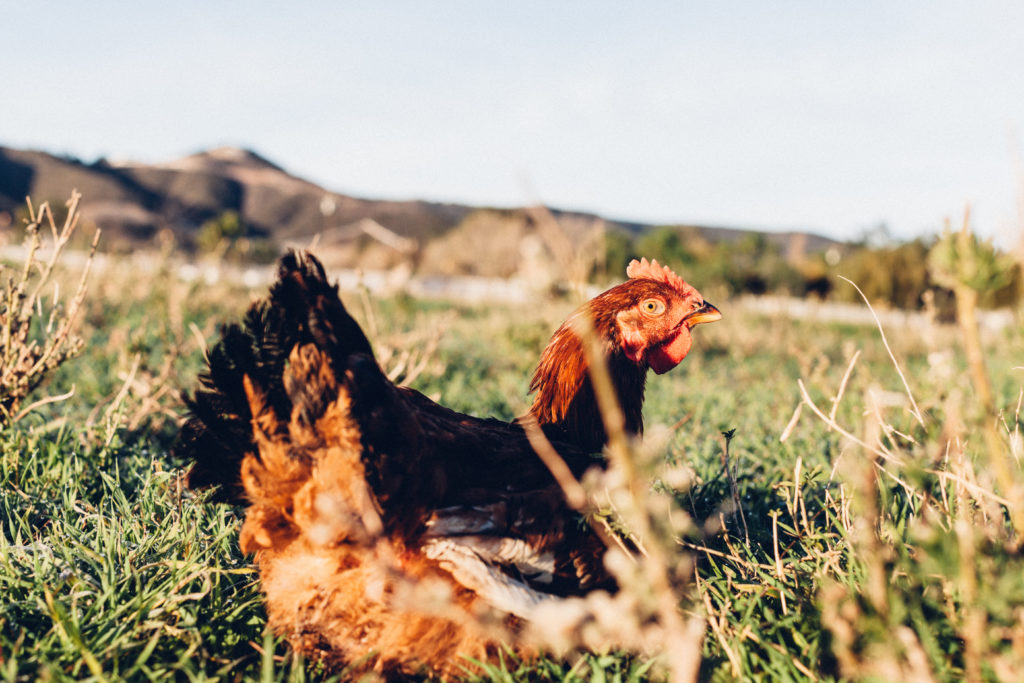 Pasturebird Raises Funding to Create Largest Pastured Poultry Farm in US Using Regenerative