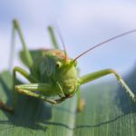 grasshopper insect protein