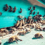 bee hive loss