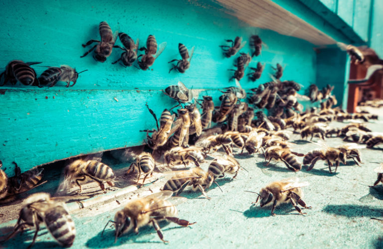 bee hive loss