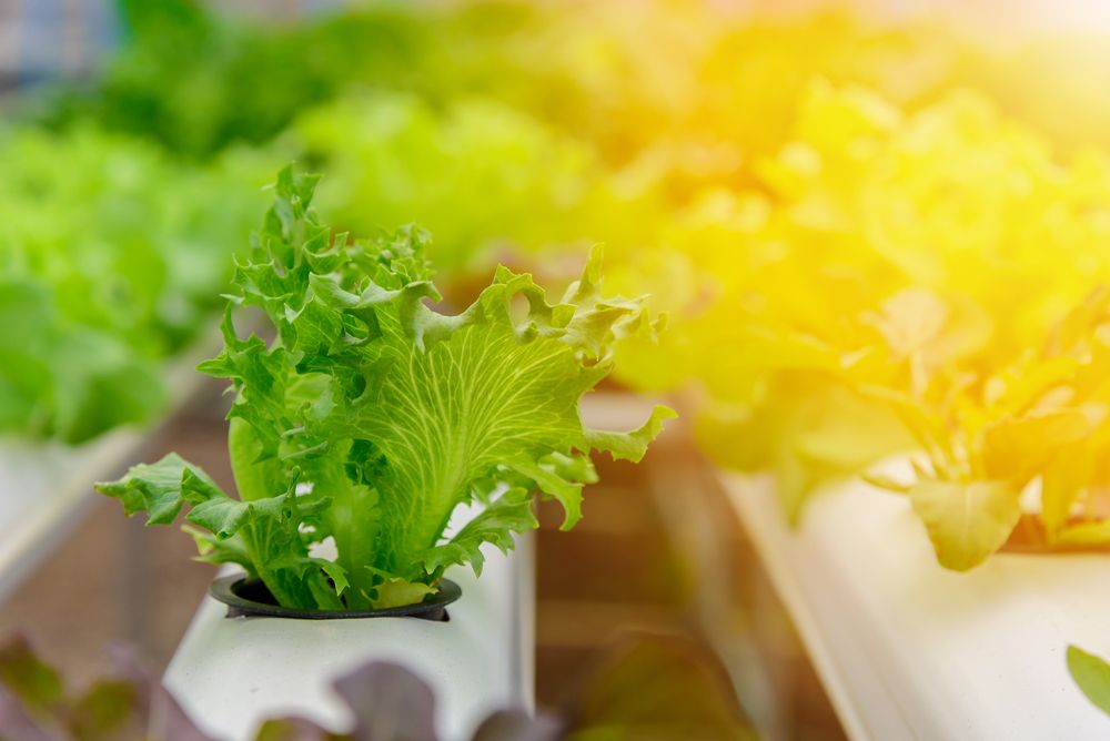 invest in leafy-green indoor agriculture