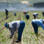 Farm Labor Policy