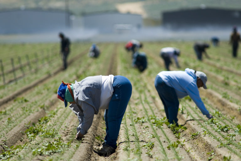 Farm Labor Policy