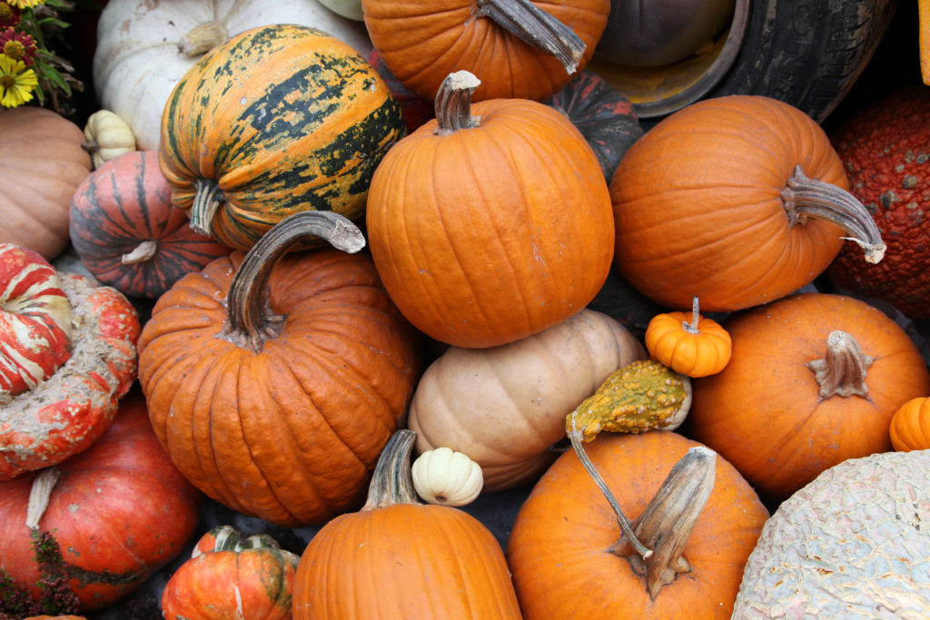 Where Do Halloween Pumpkins Come from Anyway and More Importantly, Where Do They Go