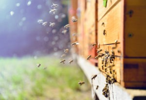 the world bee project hive network