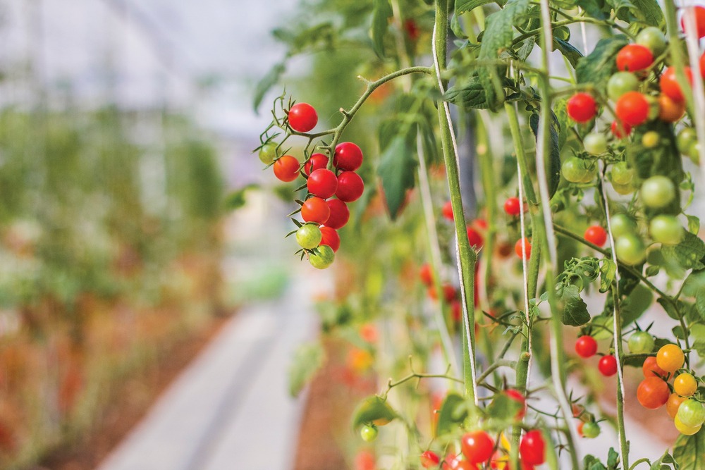 The Precision Indoor Plants Consortium Wants to Make Your Tomatoes ...