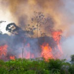amazon rainforest on fire