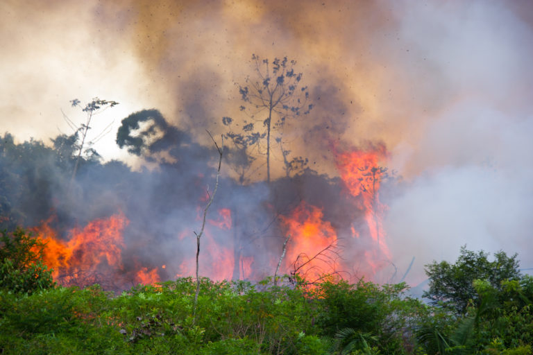 amazon rainforest on fire