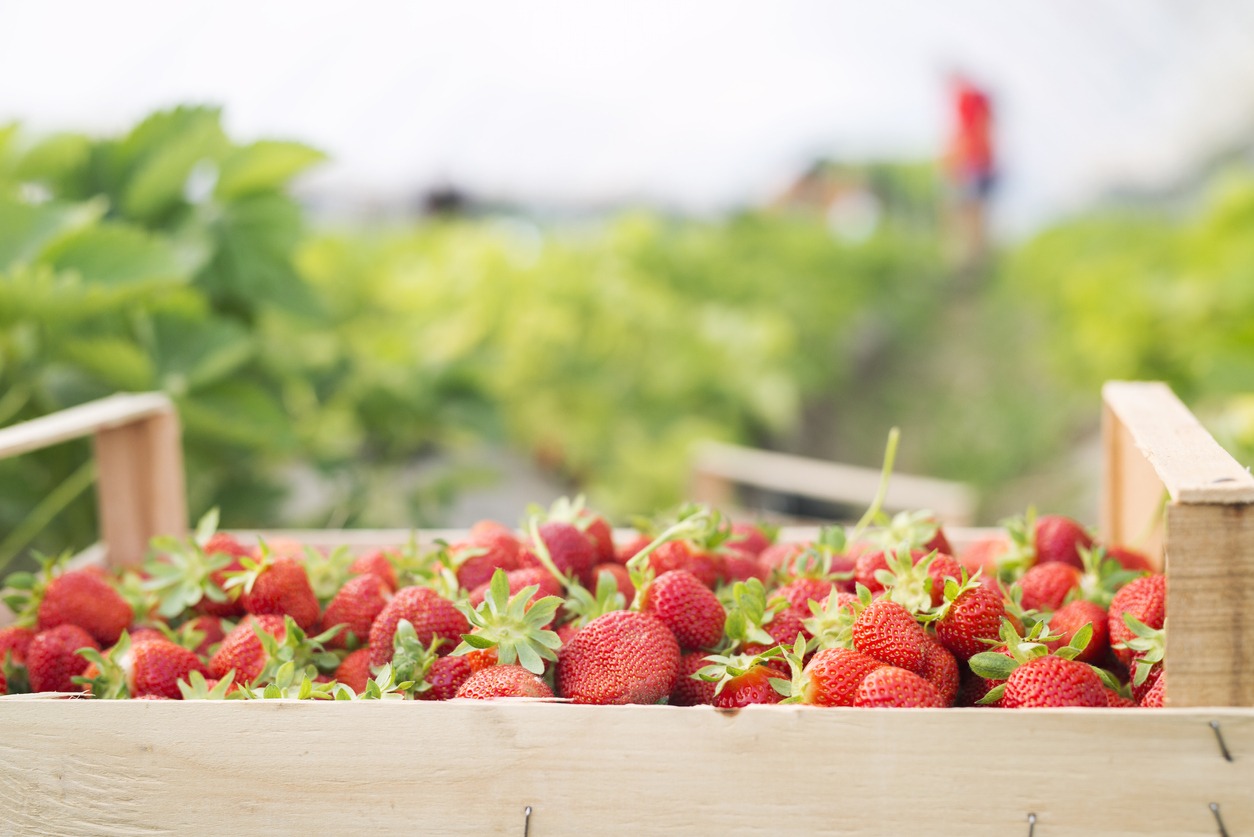 Yamaha Leads 7 5m Series A In Strawberry Harvesting Robot Agfundernews