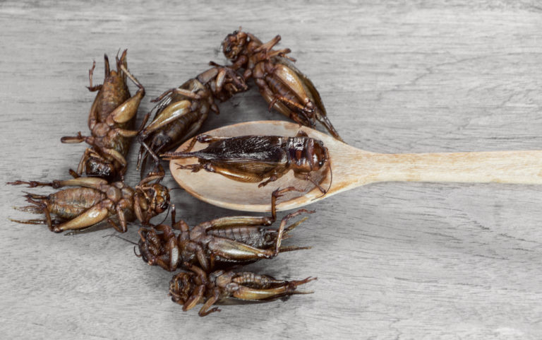 asia insect protein