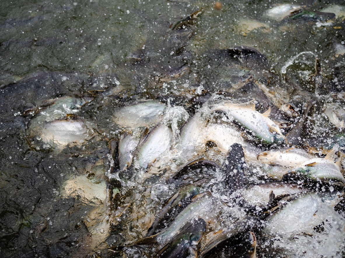 How much should you feed fish? UMITRON's 'Fish Appetite Index' can tell ...