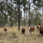 Regenerative farming in Australia