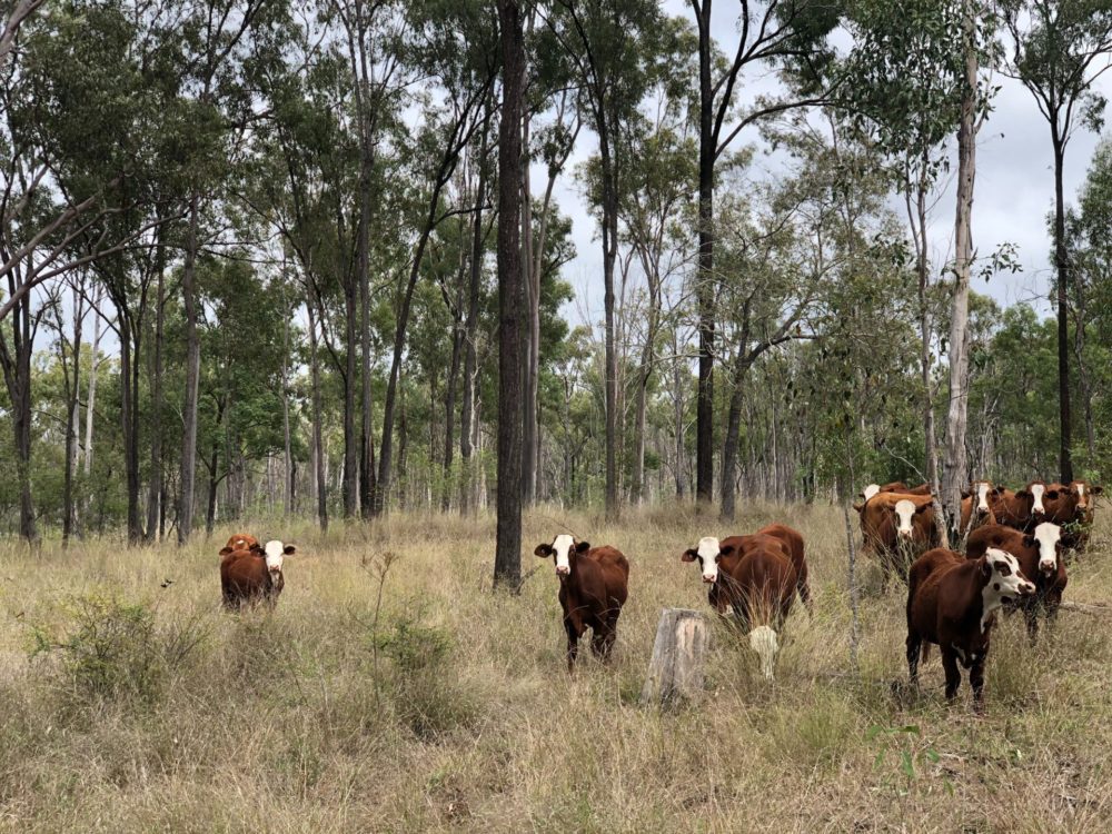 Regenerative farming in Australia