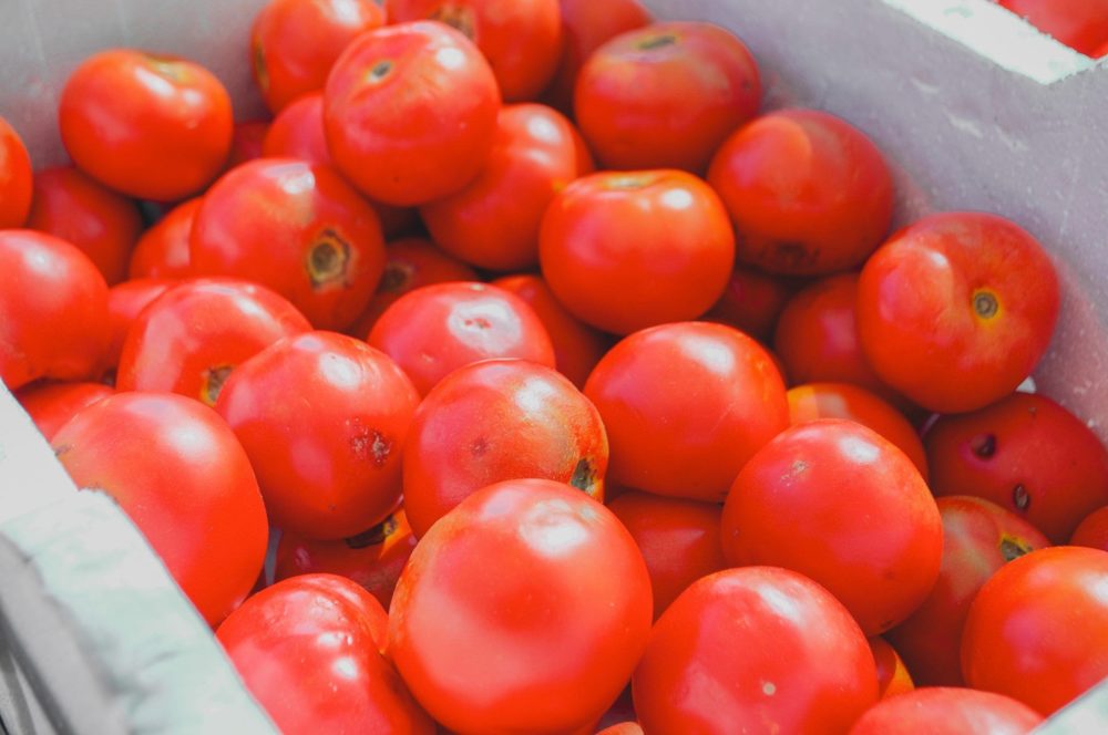 Agricultural logistics for tomatoes