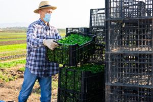 Farm worker in medical face mask arranging crates with freshly picked corn salad during autumn harvest. New lifestyle in coronavirus pandemic