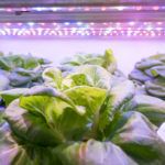 BYAS Greenhouse vegetables Plant row Grow with Led Light Indoor Farm Technology