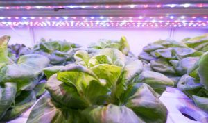 BYAS Greenhouse vegetables Plant row Grow with Led Light Indoor Farm Technology