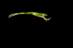 Frog jumping at tree, from iStock