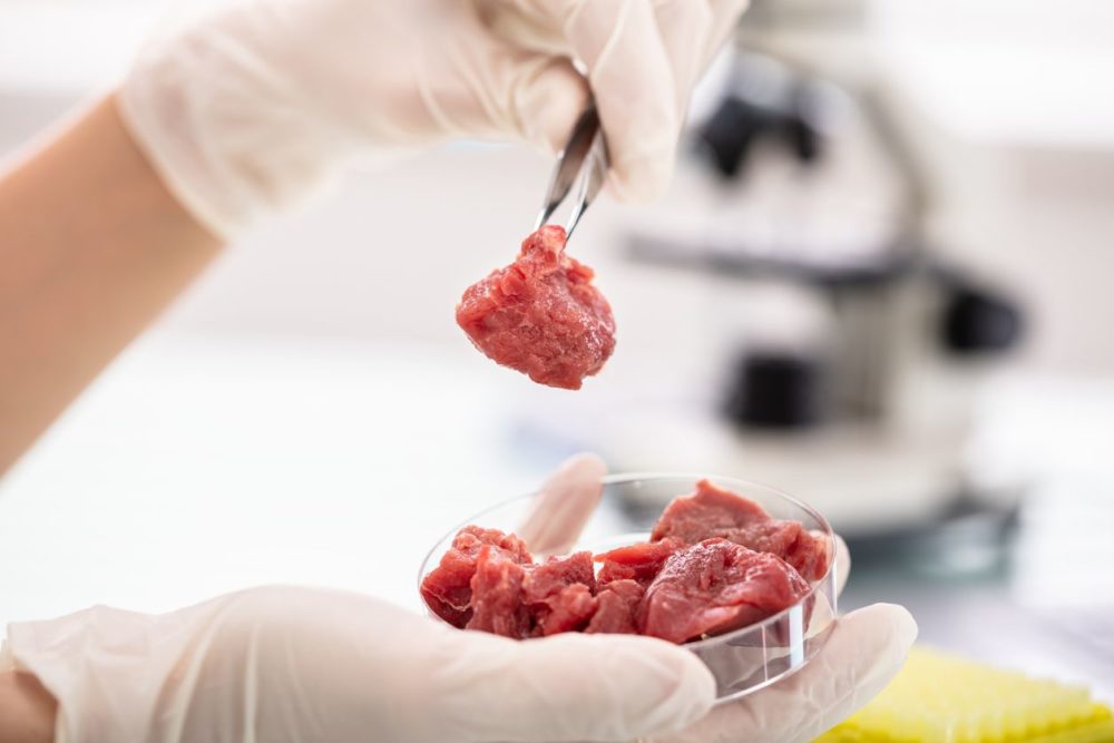 Close-up Of Researcher Inspecting Meat Sample In Laboratory, from iStock