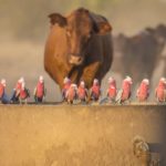 Australian agriculture. Galahs were not willing to give up the trough for the cattle during a drought
