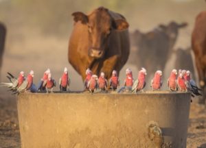 Australian agriculture. Galahs were not willing to give up the trough for the cattle during a drought