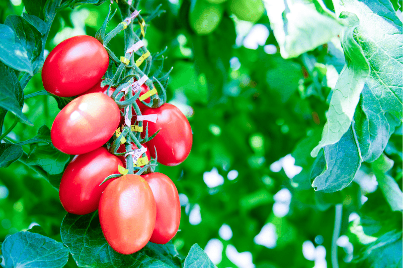 Sanatech Seed tomato