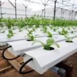 Hydroponic farm growing leafy greens indoors
