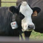 Vence cattle collar