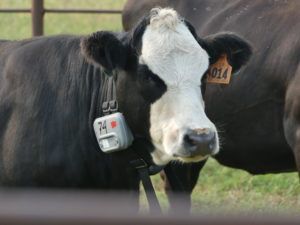 Vence cattle collar